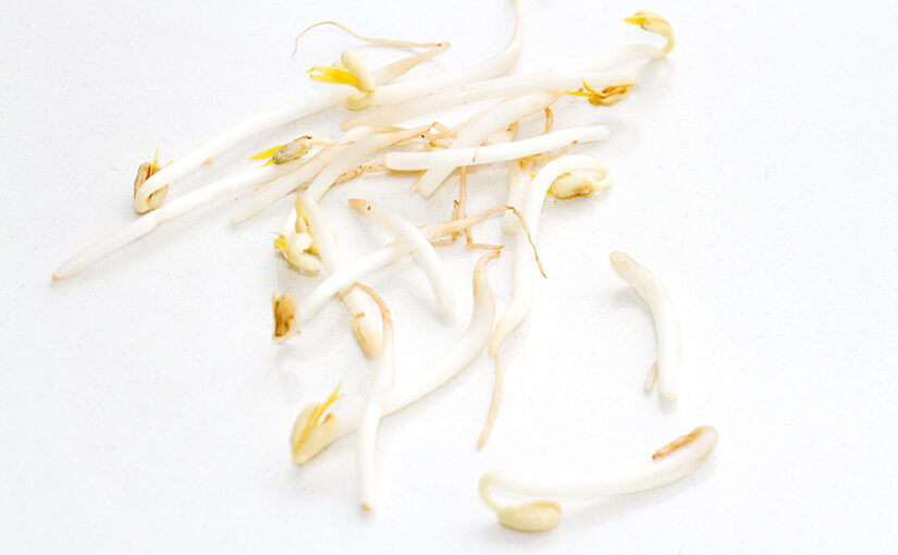 Jul 08 – Bean sprouts
