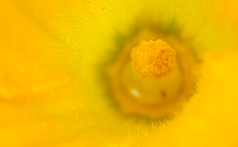 Jul 13 – Zucchini flower II