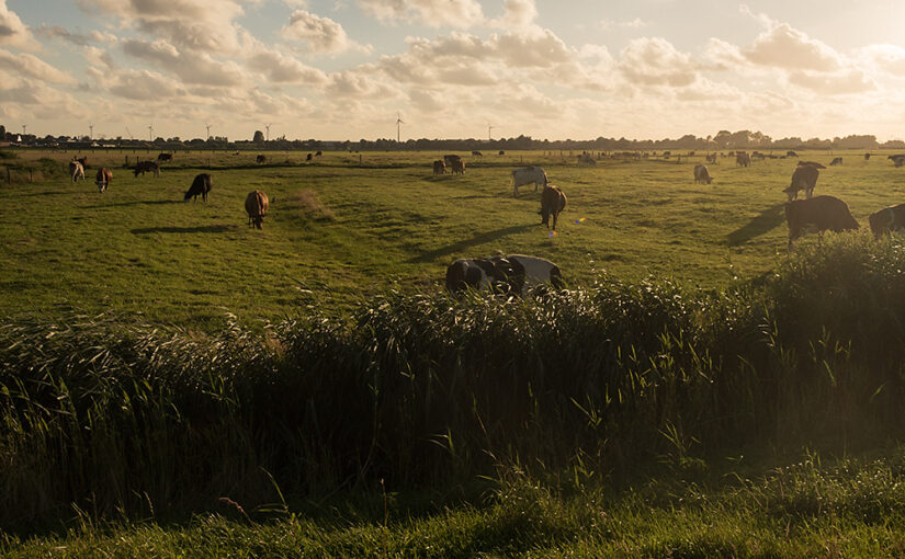 Jul 14 – Cows