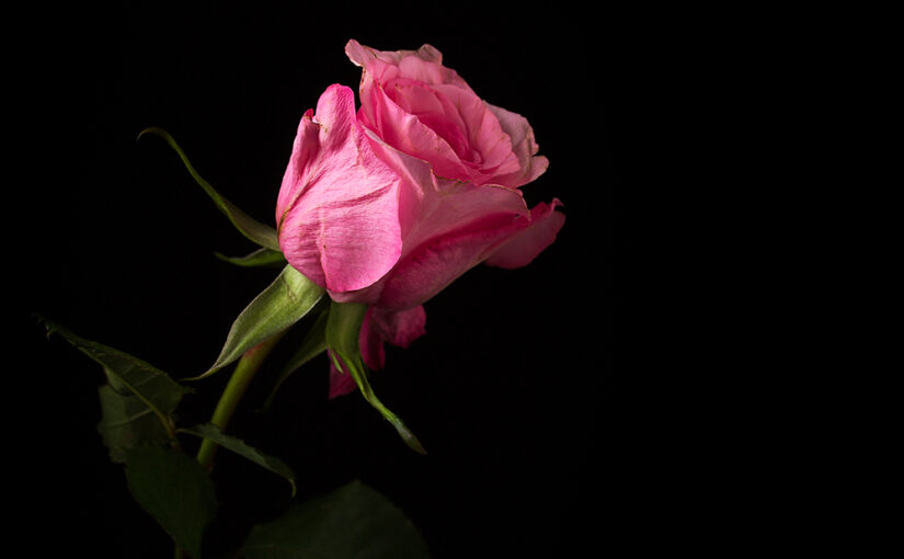 Jul 16 – Rose