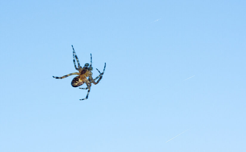 A spider with the sky as background