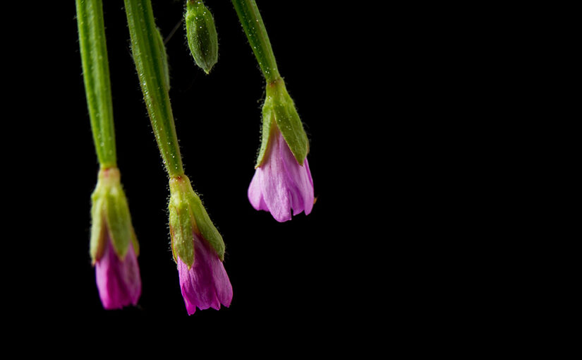 Jul 25 – Small flowers
