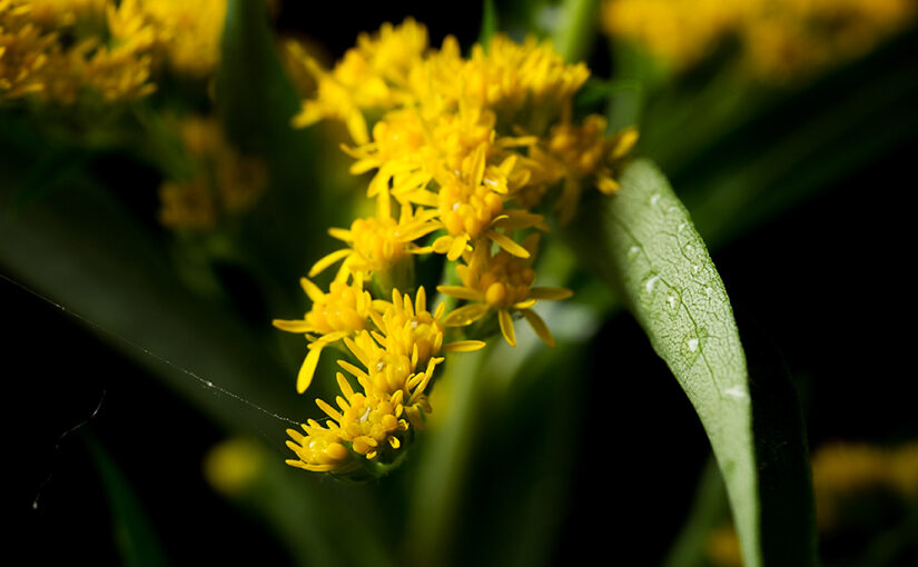 Jul 28 – Yellow