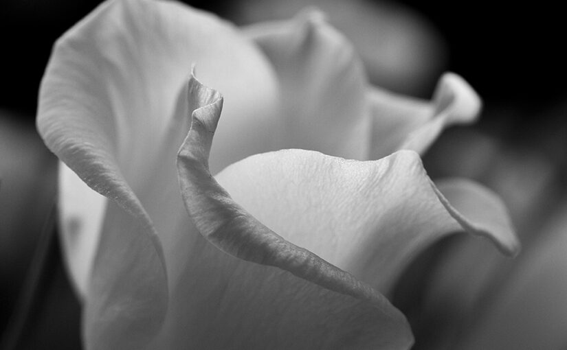 Aug 01 – White flower