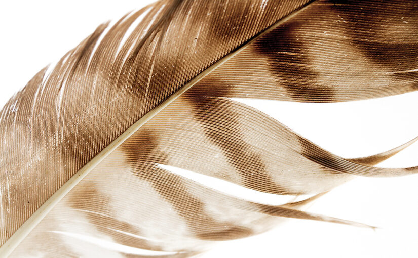 Aug 07 – Feather