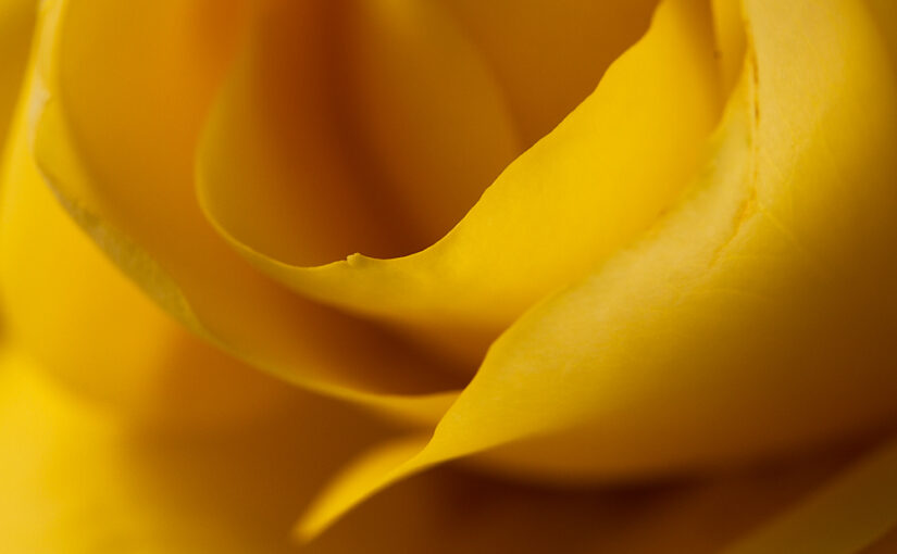 Aug 14 – Yellow