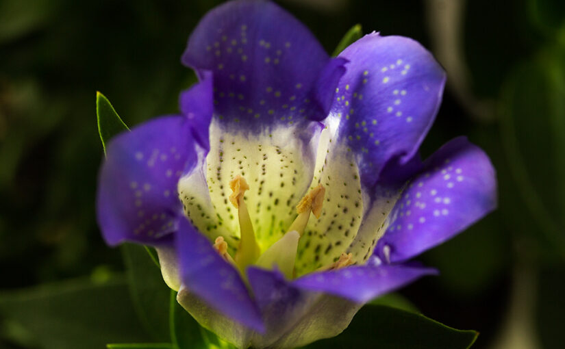Aug 19 – Gentian