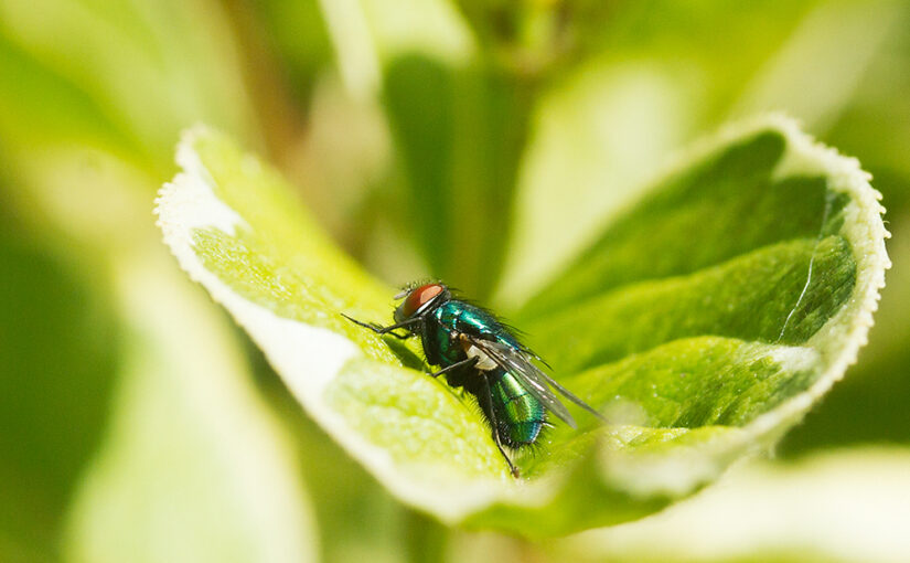 Aug 20 – Fly
