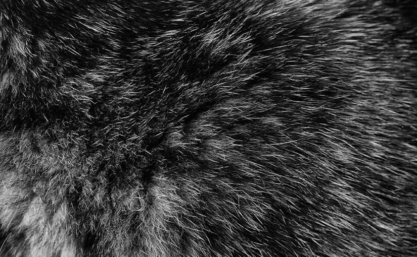Sep 03 – Fur