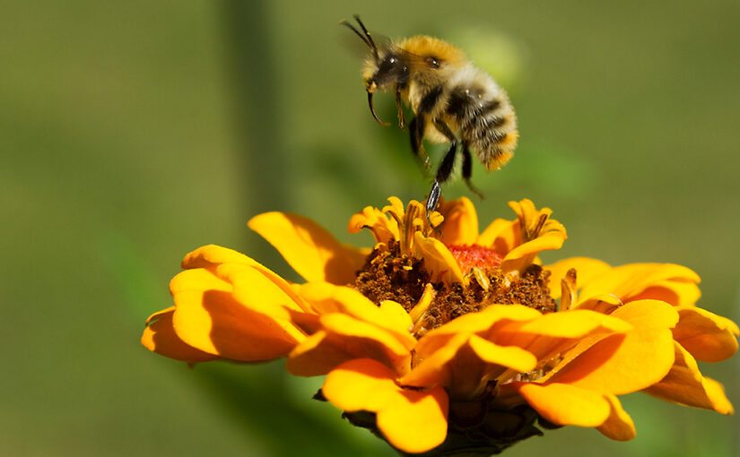 She flies away, but for me it looks here as if she is jumping ;)