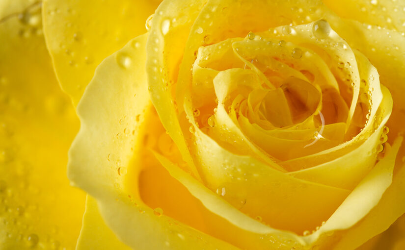 Sep 27 – Classic yellow