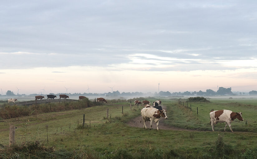Oct 11 – Walking cows