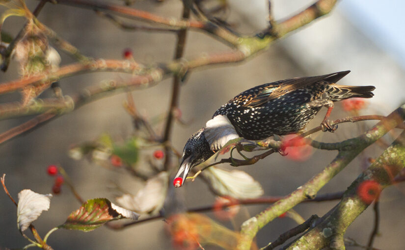 A berry eating starling in a tree near my garden in the afternoon sun