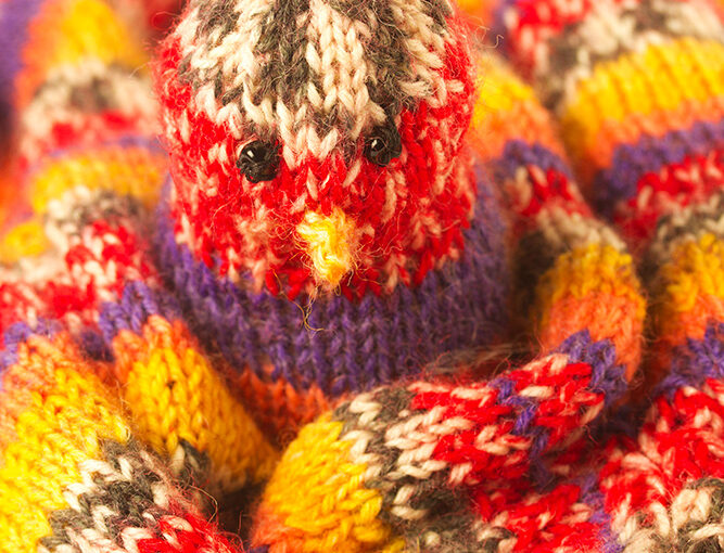 Nov 09 – A colorful bird