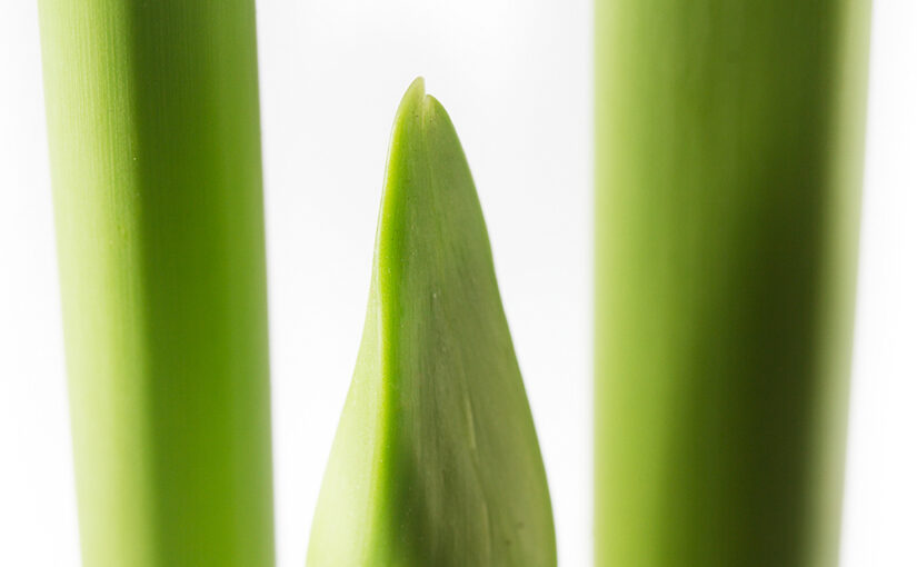 Nov 10 – Amaryllis 1