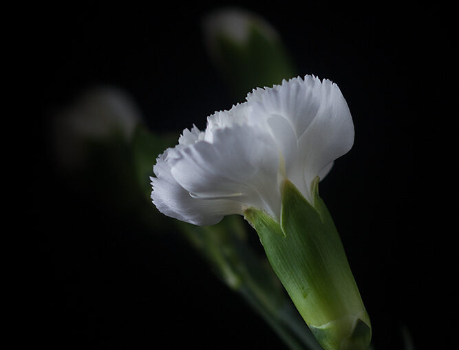 Nov 20 – White and light