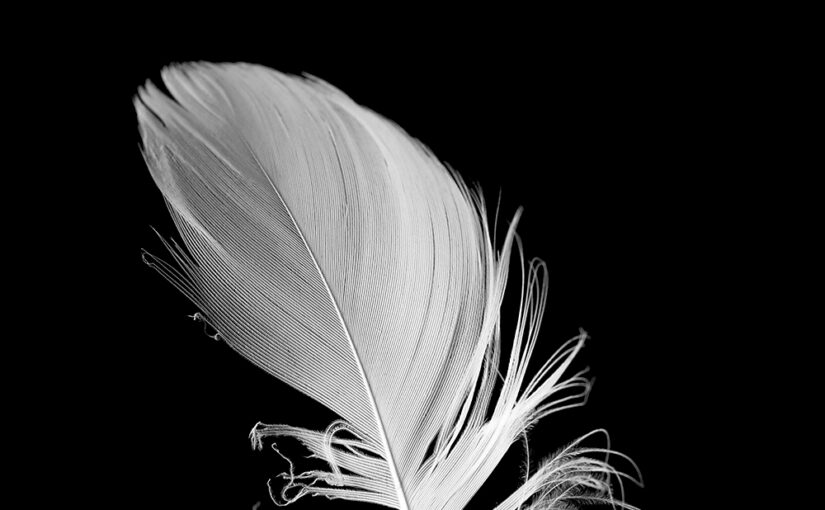 Nov 22 – Old feather
