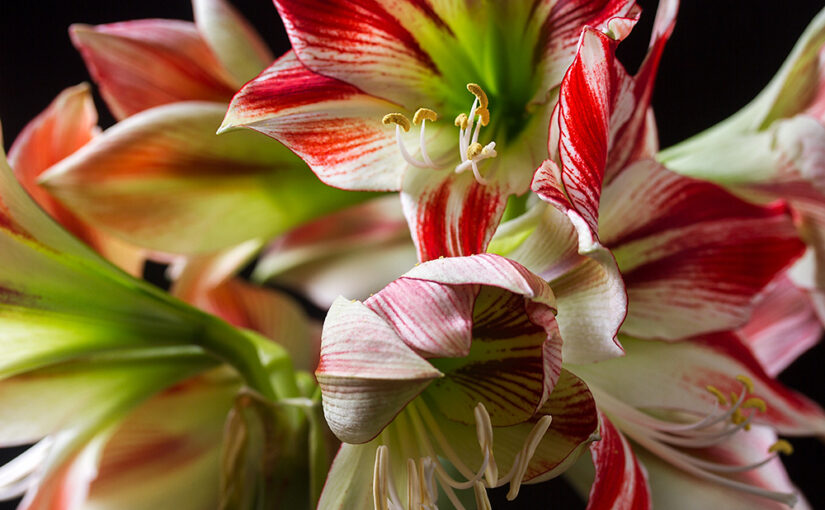 Dec 01 – Amaryllis 4