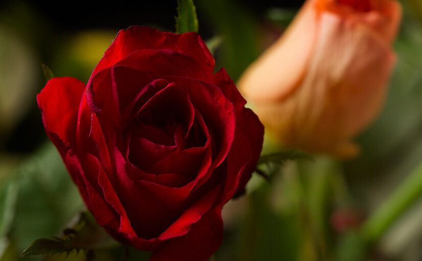 It was dark when I left home today, it was dark when I got home today. Luckily there were some roses in the house.