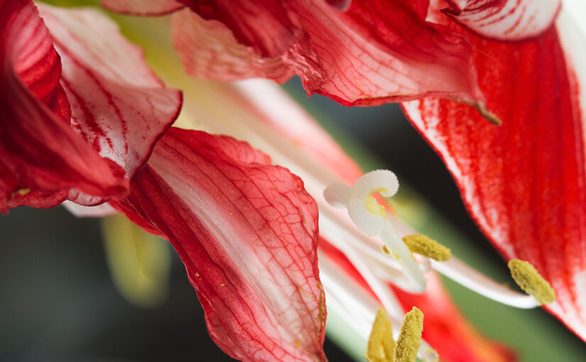 Dec 15 – Amaryllis 6