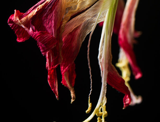 Dec 22 – Amaryllis 7