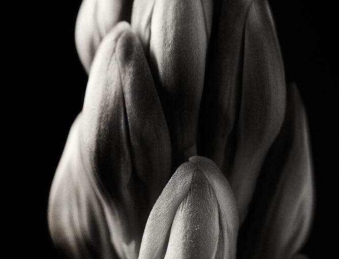 Dec 29 – Hyacinth