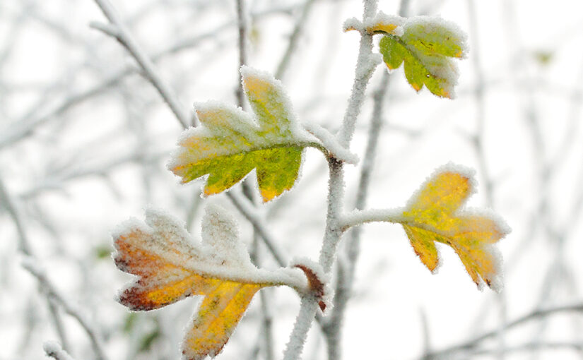 Dec 30 – Leaves