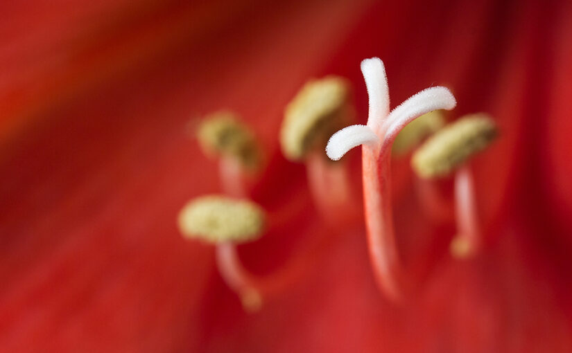 Jan 09 – Detail in red