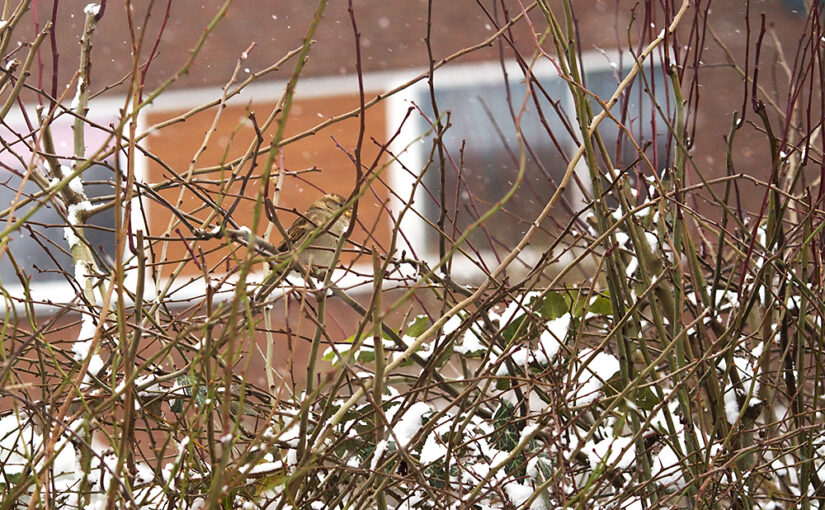 Feb 11 – Sparrow in the snow