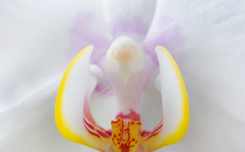 Feb 13 – Orchid