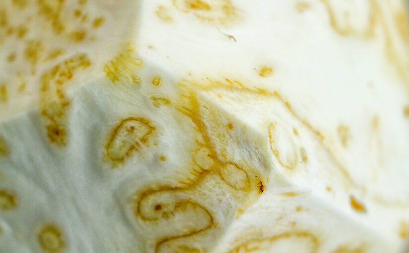 Feb 26 – Foodscape