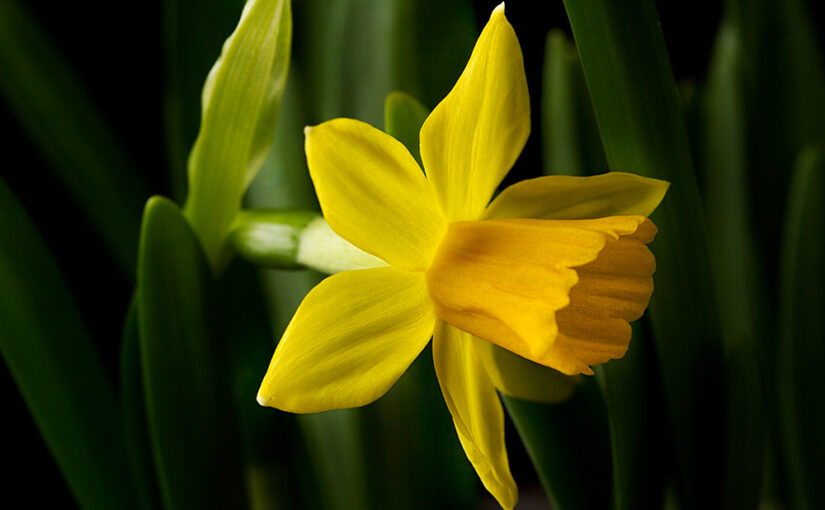 Mar 20 – Daffodil