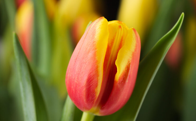 Fresh flowers and more interesting than #bulned at the moment