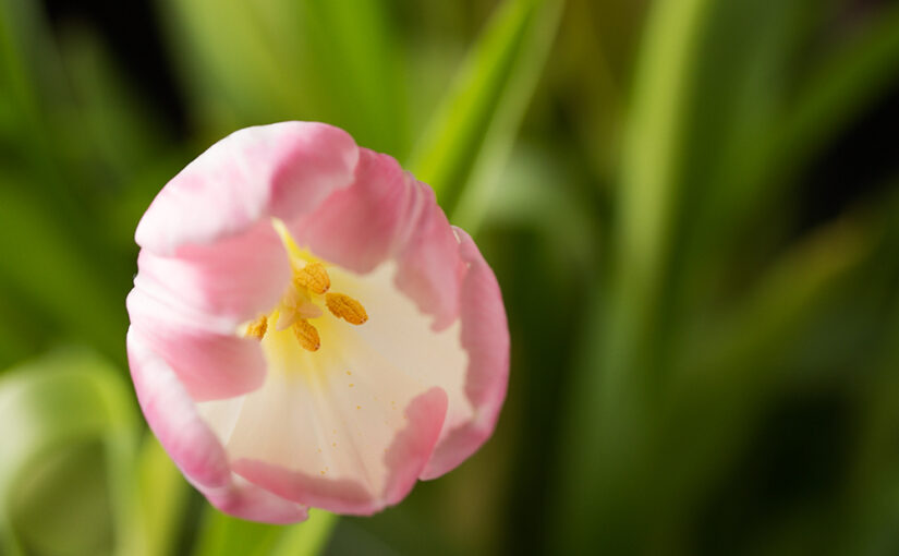 Looking into a tulip
