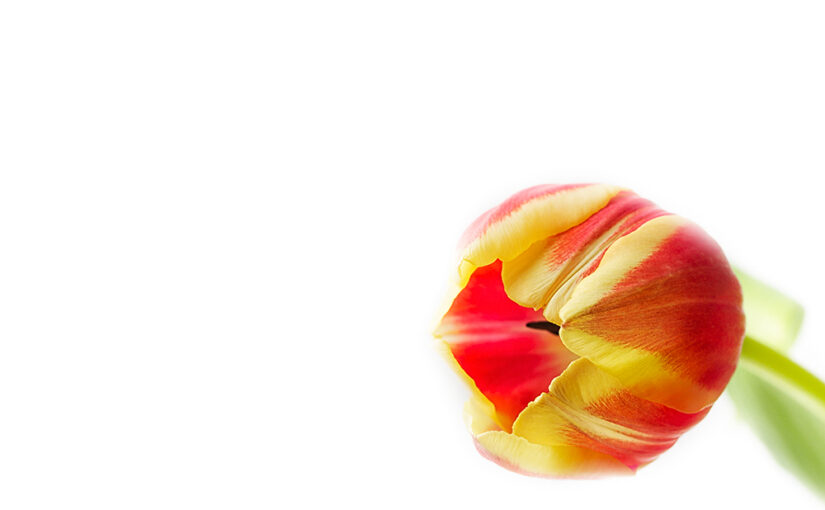 May 03 – Tulip