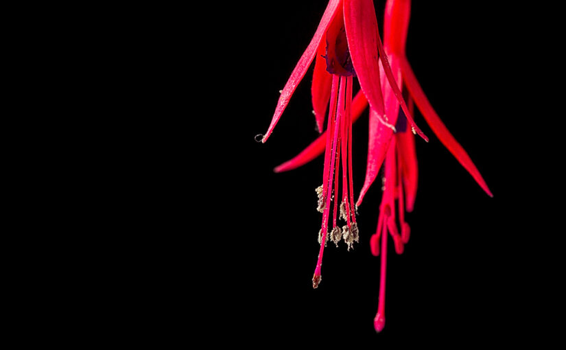 Aug 01 – Red in the dark