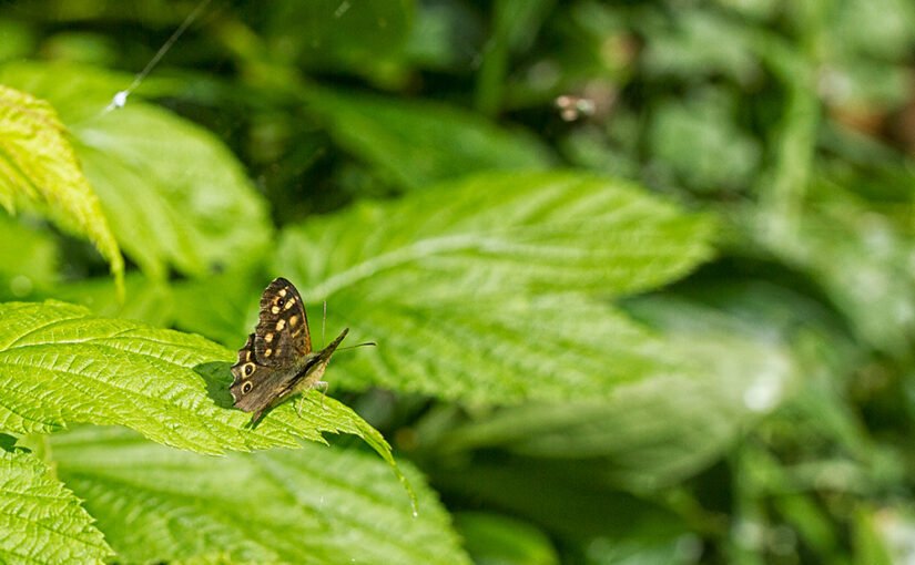 Or is it a moth?