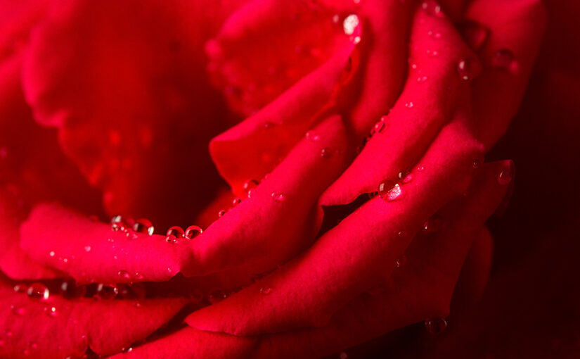 Aug 10 – The color red