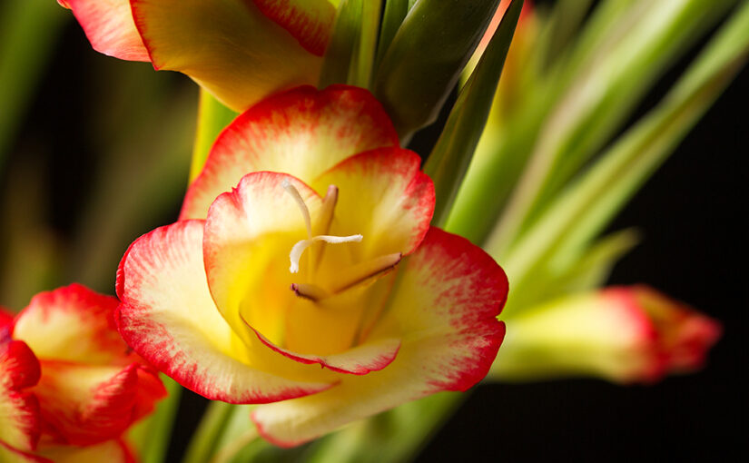 Aug 18 – Gladiolus