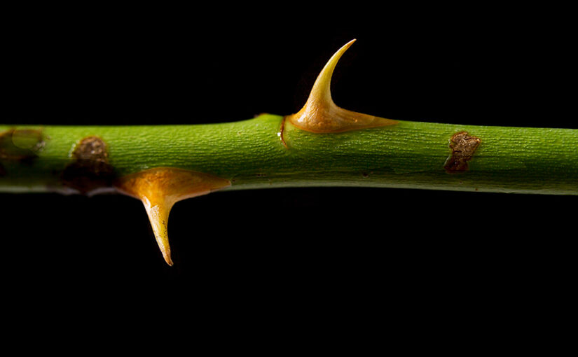 Aug 23 – Thorns