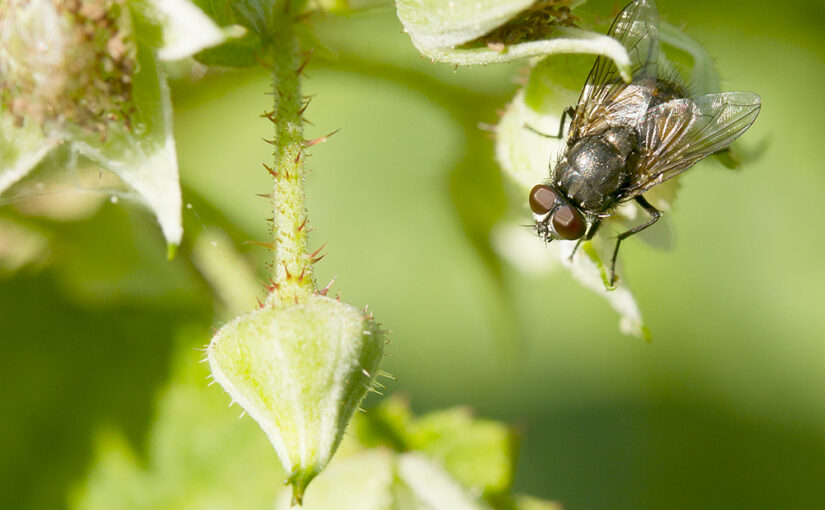 Aug 27 – Fly
