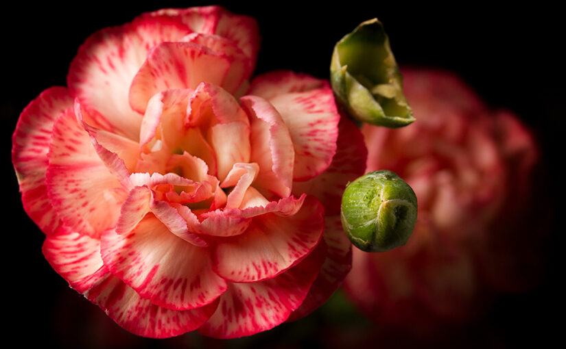 A fresh flower in the house
