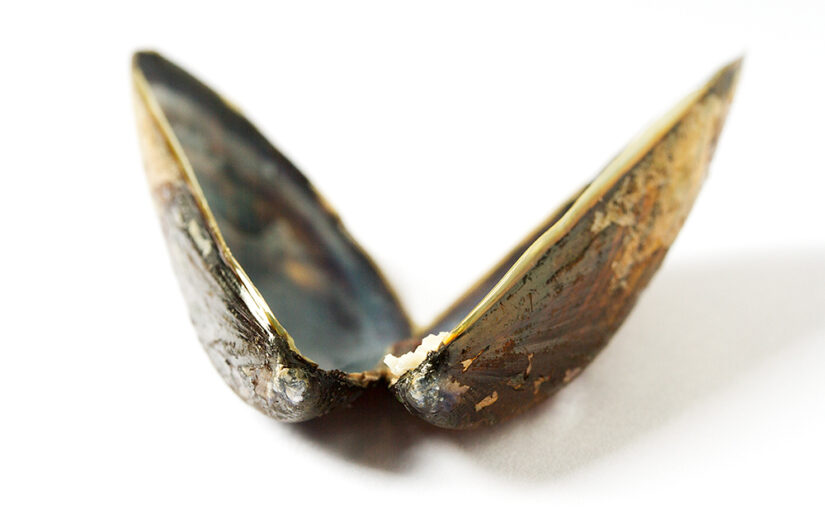 Sep 13 – Shells