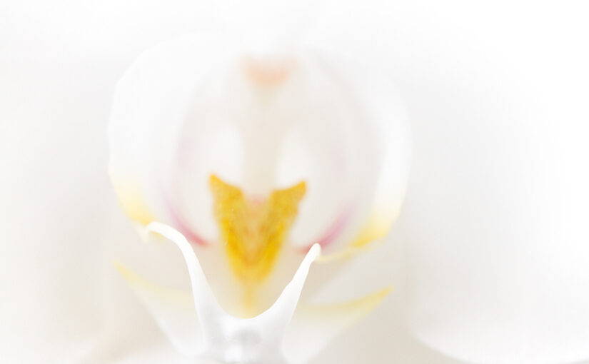Sep 15 – White orchid
