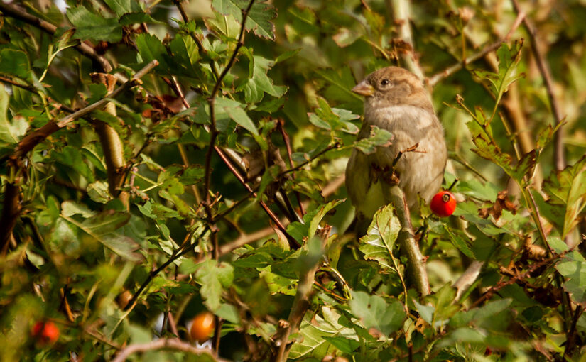 Sep 17 – Who will love a little sparrow?