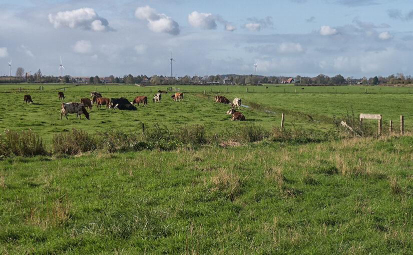 Oct 27 – Meadow with cows
