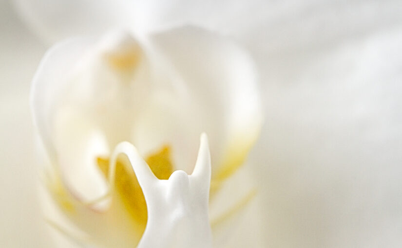 Nov 16 – White