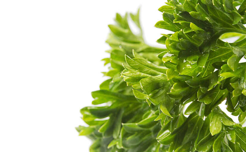 Nov 24 – Parsley