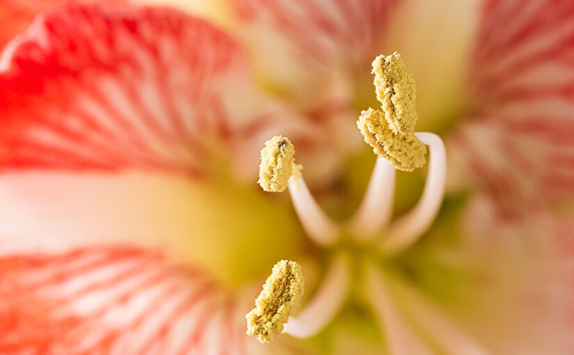 Dec 27 – Amaryllis