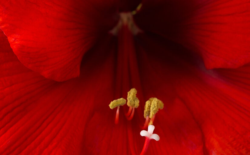 Jan 06 – Red